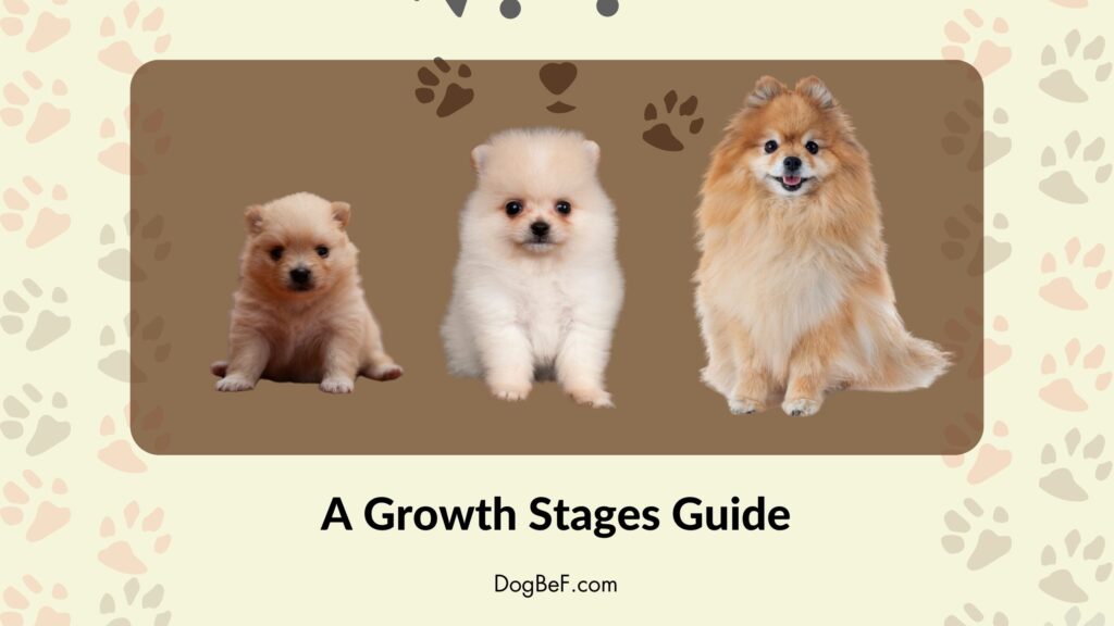 Pomeranians Growth Stages Guide