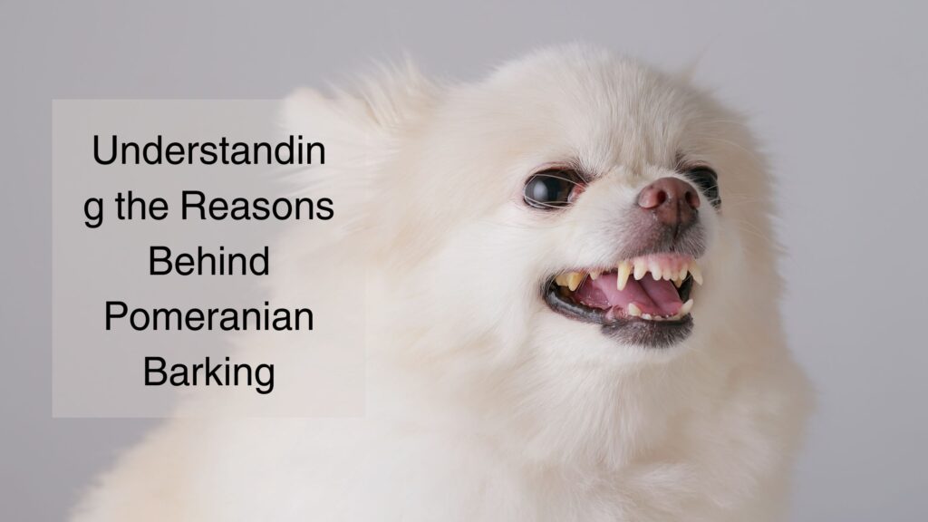 Understanding the Reasons Behind Pomeranian Barking