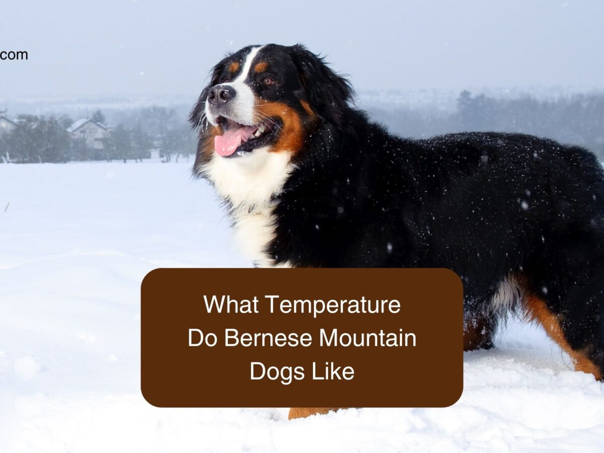 Bernese mountain shop dog hot spots