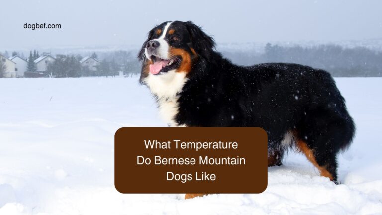 What temperature do Bernese mountain dogs like