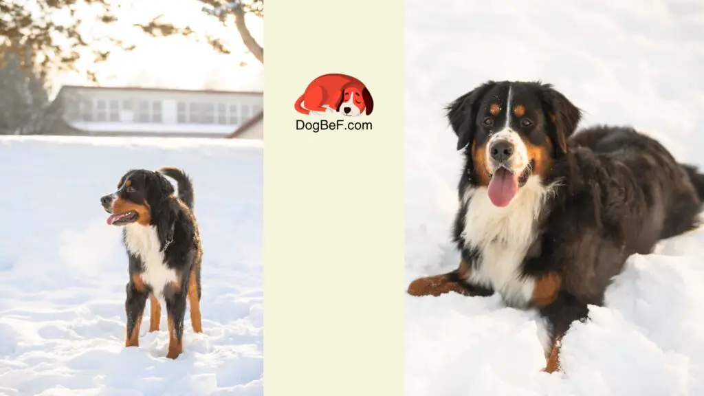 What temperature do Bernese mountain dogs like