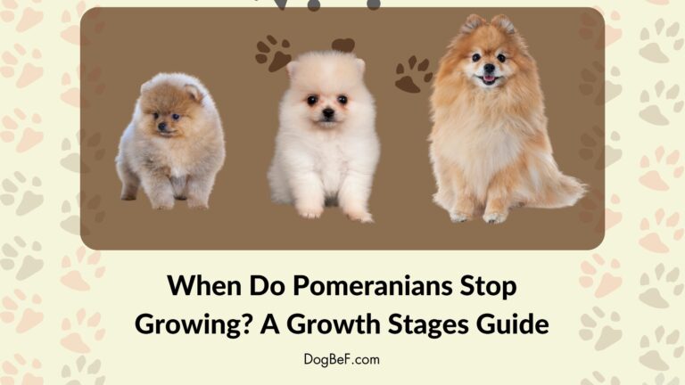 When Do Pomeranians Stop Growing? A Growth Stages Guide
