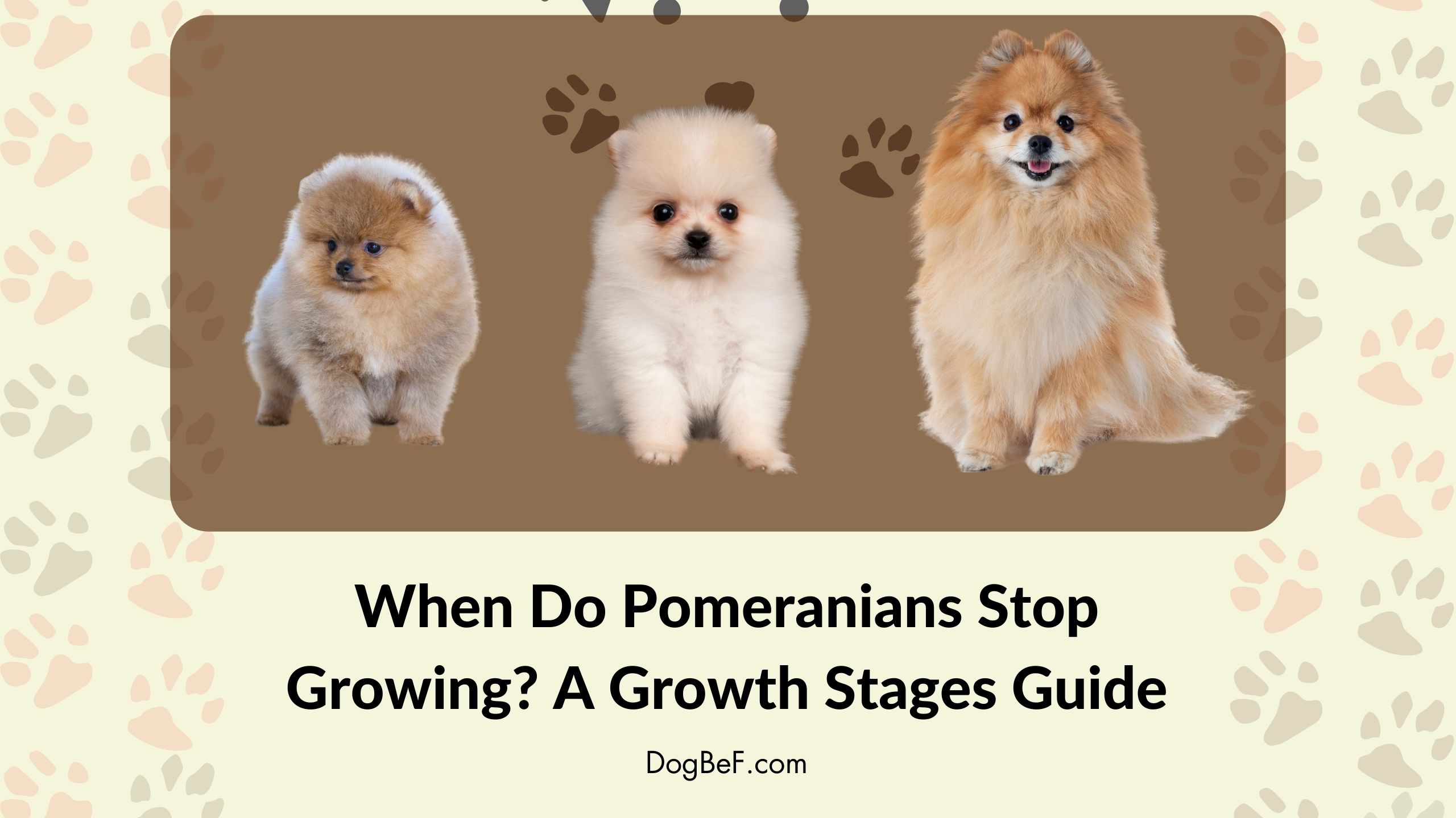 When Do Pomeranians Stop Growing A Growth Stages Guide