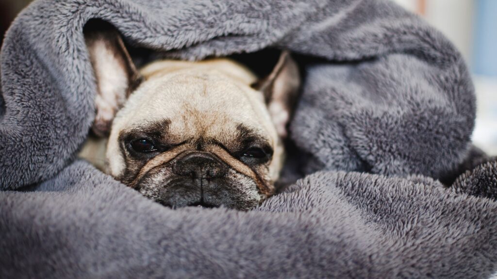 Why Do Dogs Suck on Blankets Explained by Experts