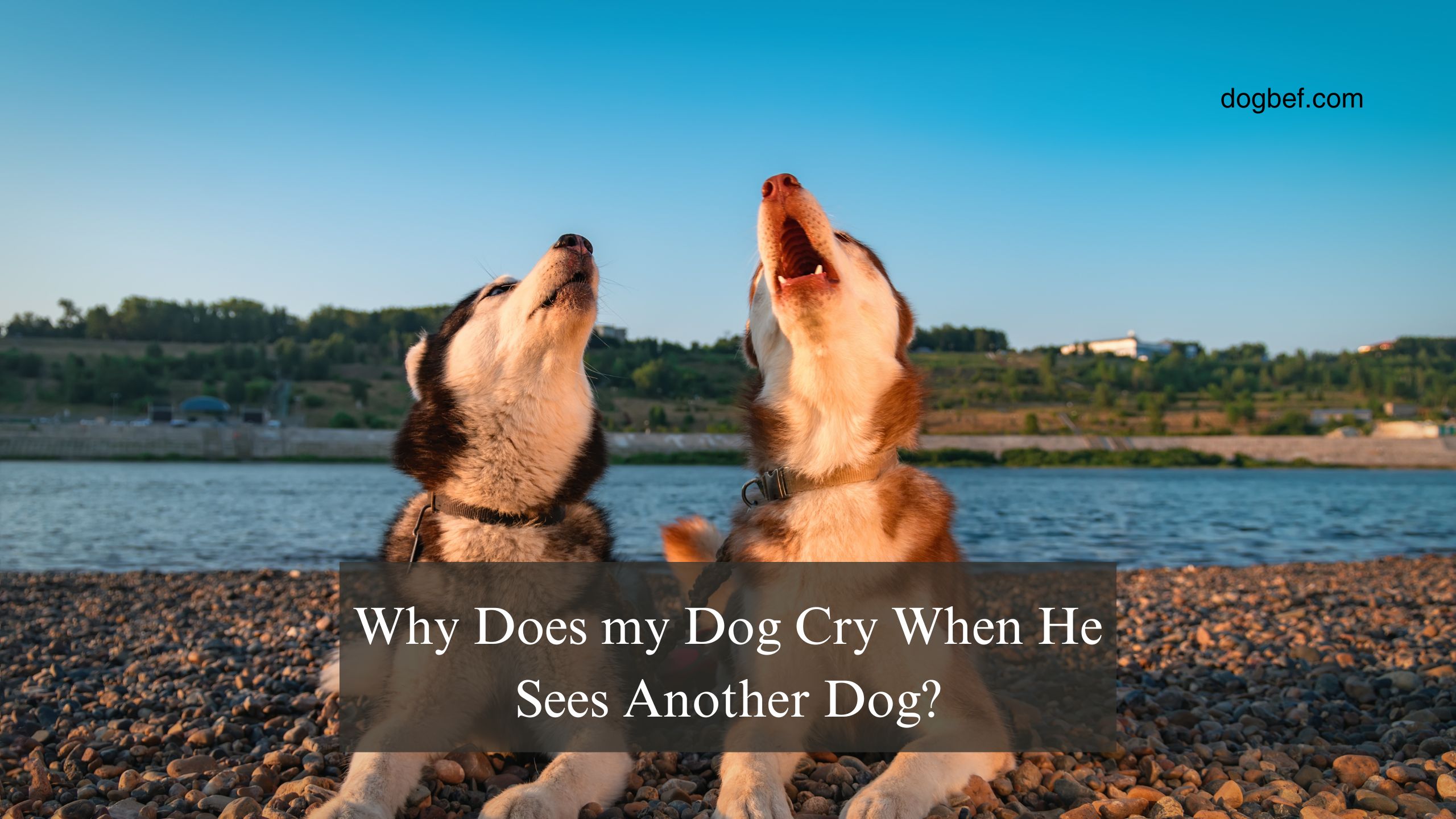 Why Does my Dog Cry When He Sees Another Dog