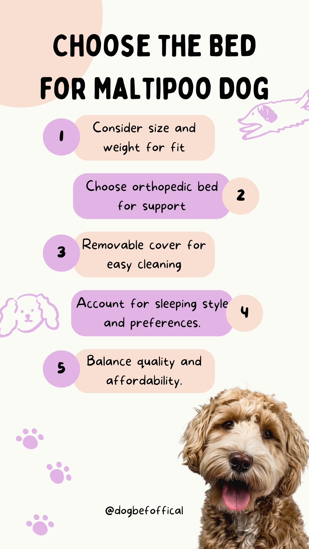 choose the best dog bed for maltipoo