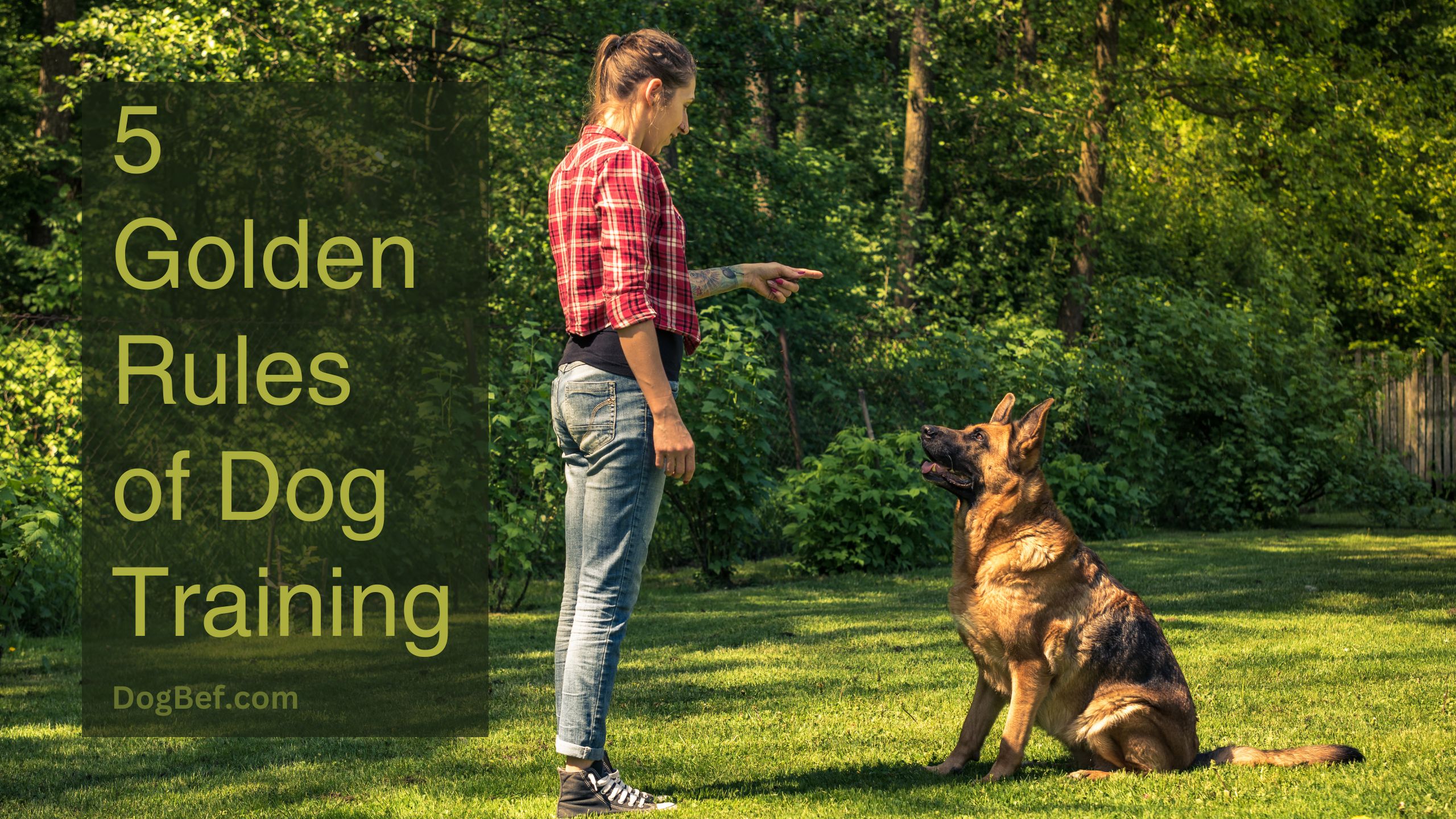 5 golden rules of dog training