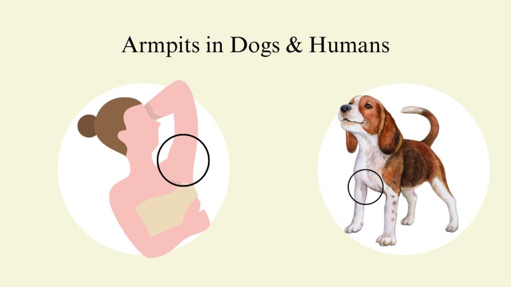 Armpits in Dogs & Humans