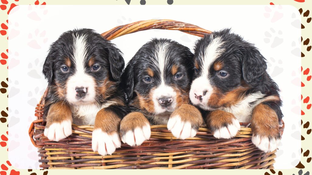 Bernese Mountain Dogs Growth Stages