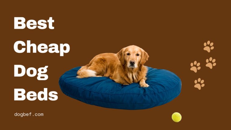 Best Cheap Dog Beds 2023