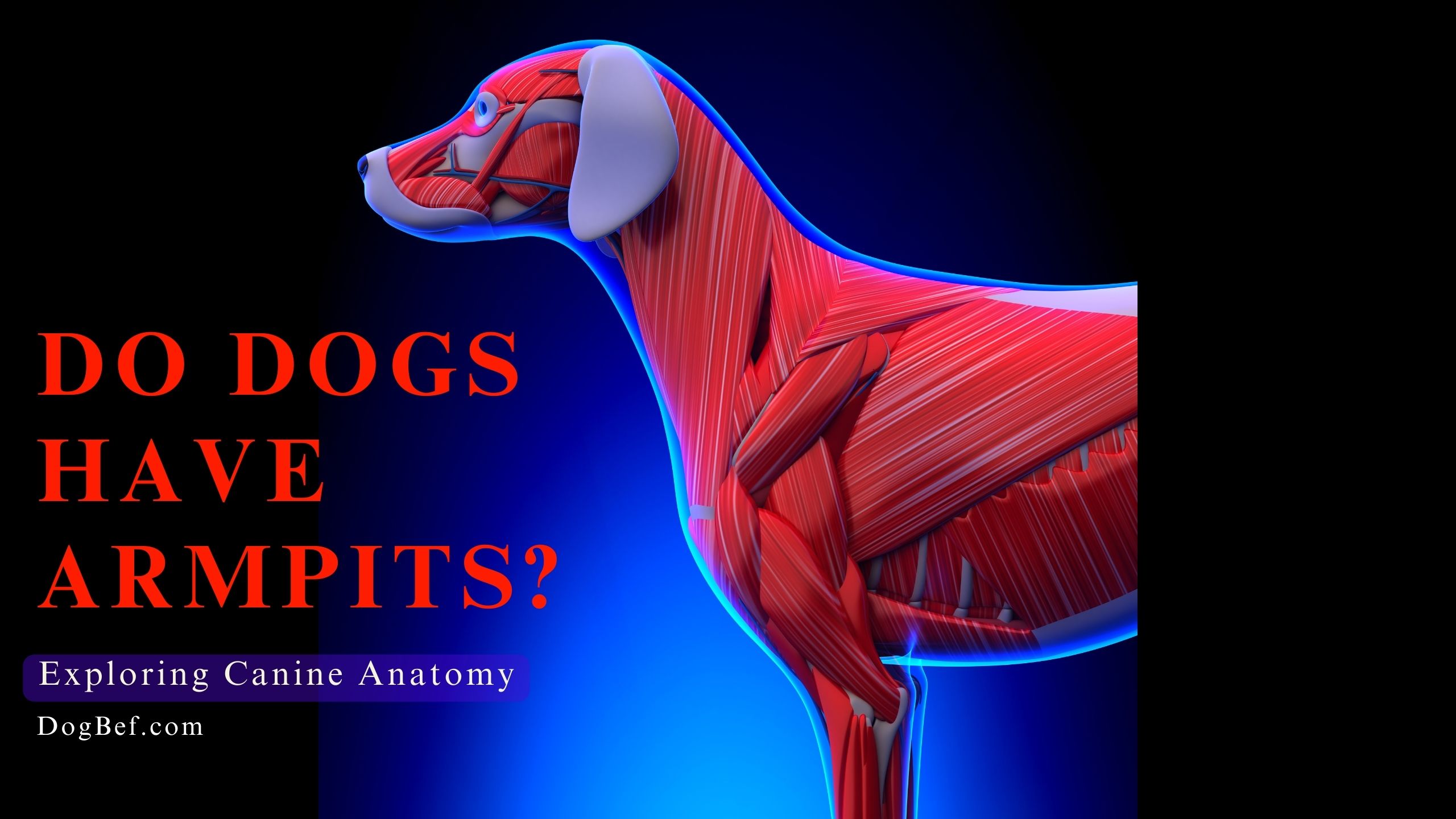 Do Dogs Have Armpits Exploring Canine Anatomy