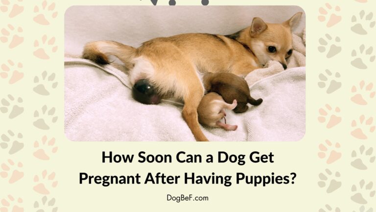 How Soon Can a Dog Get Pregnant After Having Puppies?