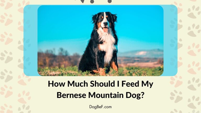 How much should I feed my Bernese mountain dog?