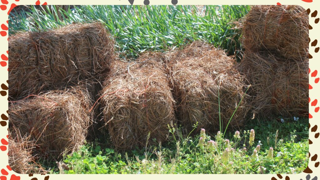 Pine Straw For Dog Bedding