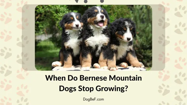 When Do Bernese Mountain Dogs Stop Growing?