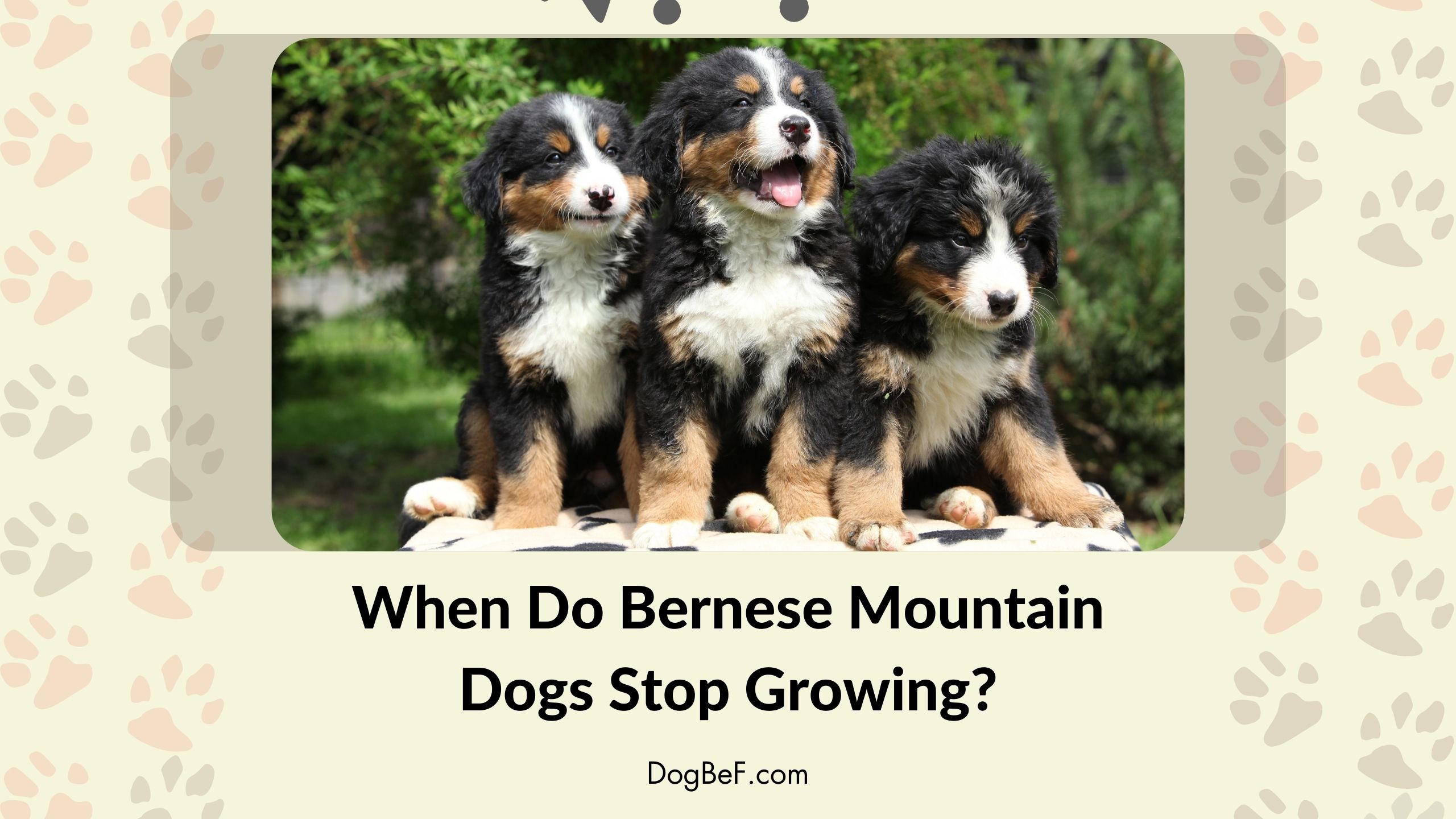 When Do Bernese Mountain Dogs Stop Growing