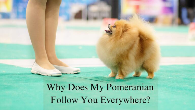 Why Does My Pomeranian Follow Me Everywhere?