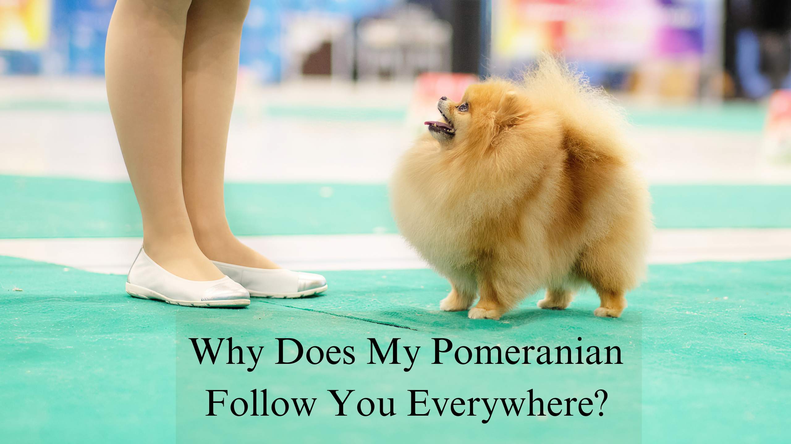 Why Does My Pomeranian Follow Me Everywhere?