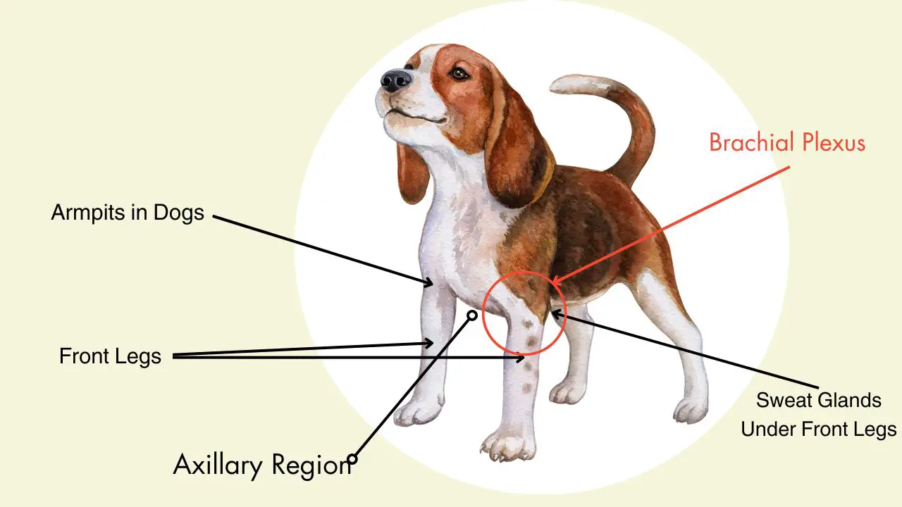 Armpits, Axillary Region, Brachial Plexus, Sweat Glands in Dogs