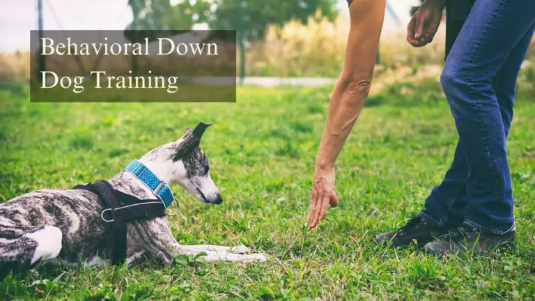 Behavioral Down Dog Training: A Path to Harmony and Balance