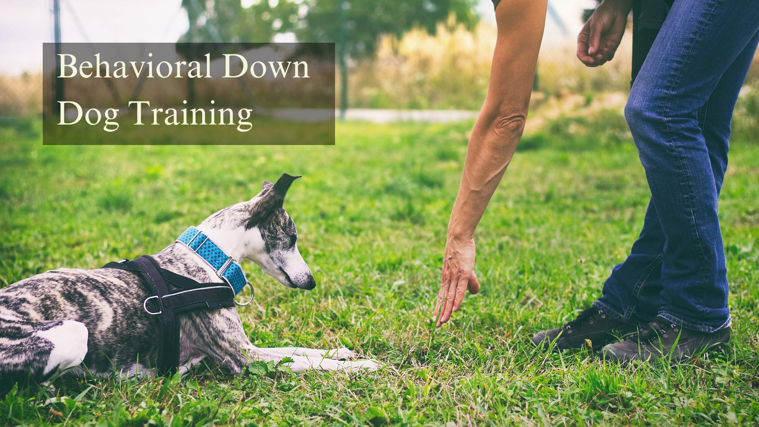 Behavioral Down Dog Training
