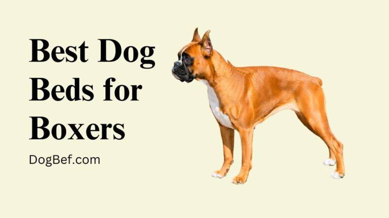 6 Best Dog Beds for Boxers – 2023 Top Picks