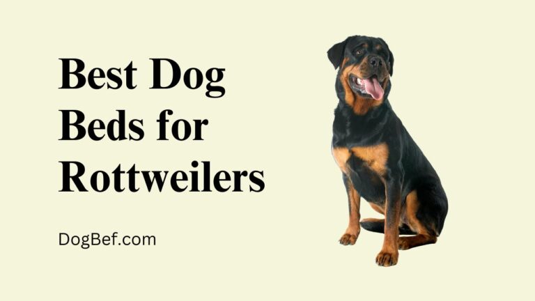 The 7 Best Dog Beds for Rottweilers 2023