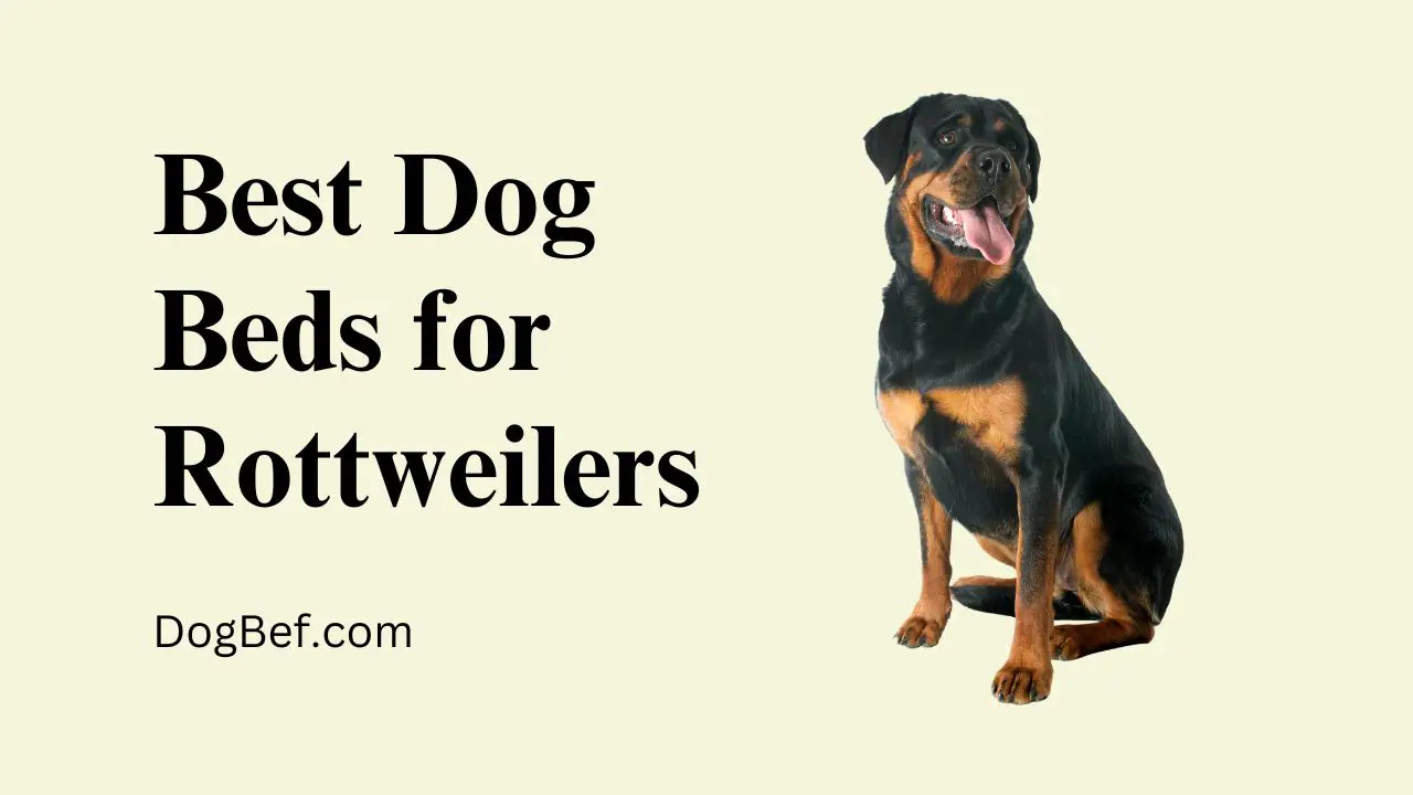 Best Dog Beds for Rottweilers