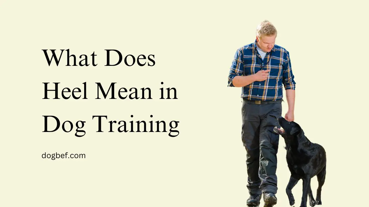 What Does Heel Mean in Dog Training