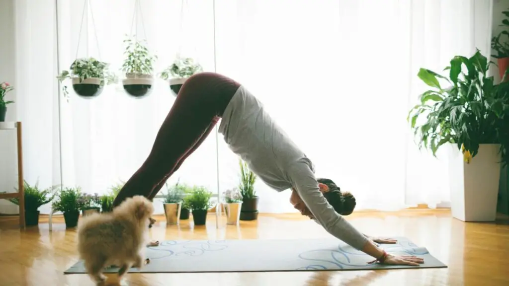How Much Exercise Does a Pomeranian dog Need