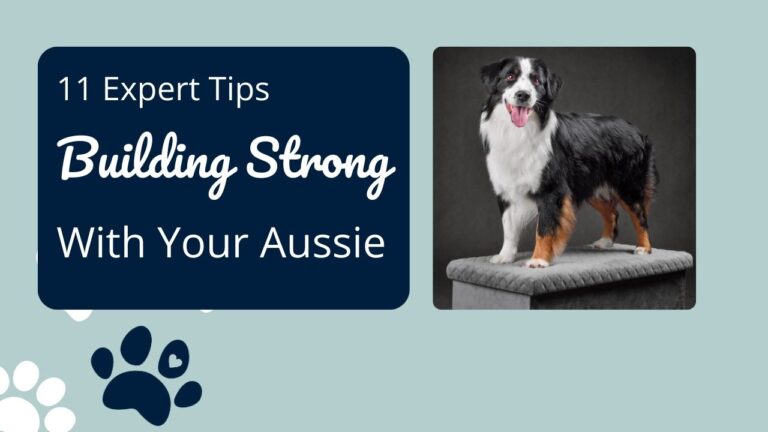 11 Expert Tips: Building Strong Bond with Your Australian Shepherd