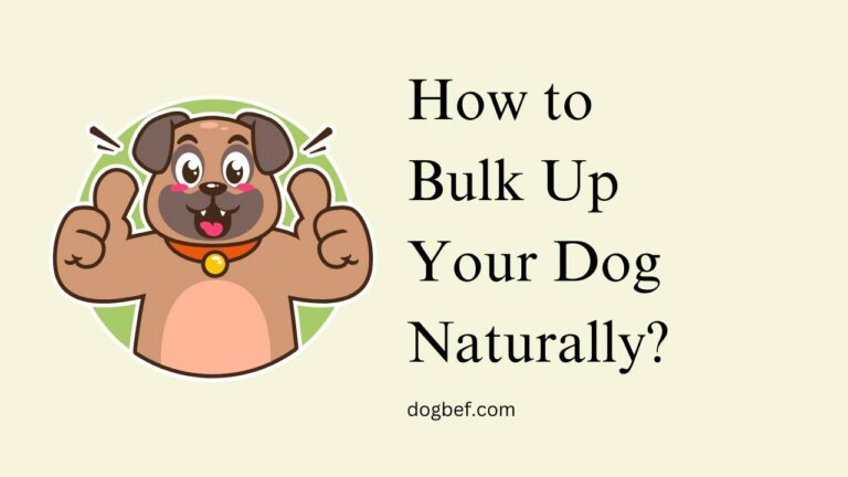 How to Bulk Up Your Dog Naturally?