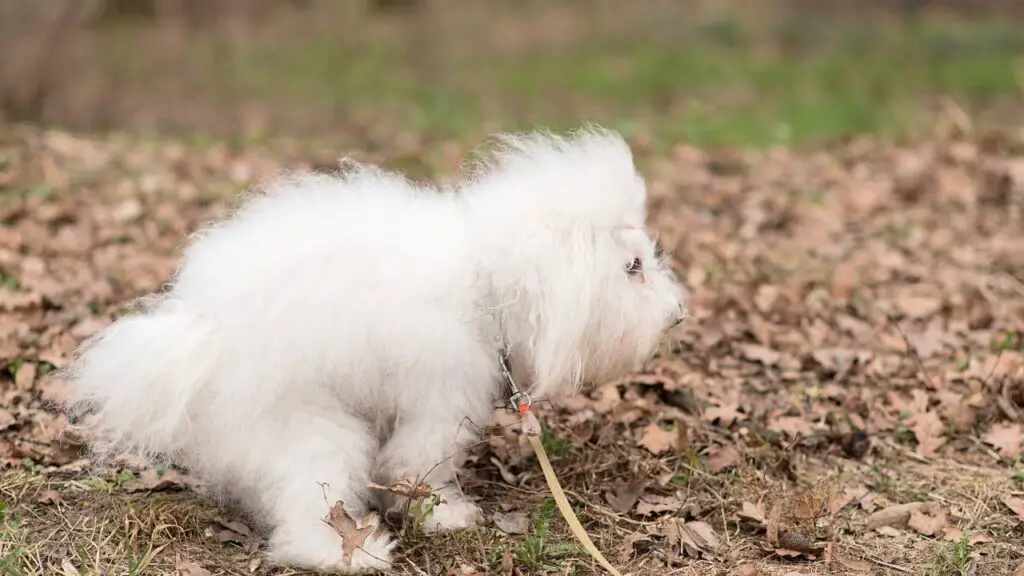 What To Do if a Puppy Poops 2 Hours After Eating - Bichon Havanese dog poops