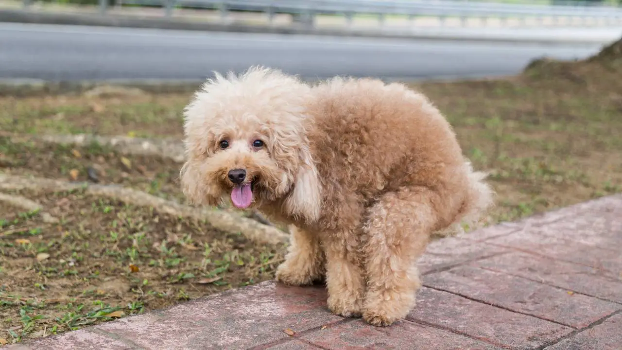 What To Do if a Puppy Poops 2 Hours After Eating - Poodle dog pooping defecate on walk path in the park