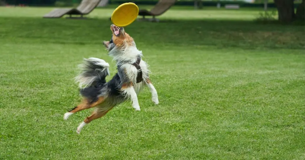 Australian Shepherds Jump training