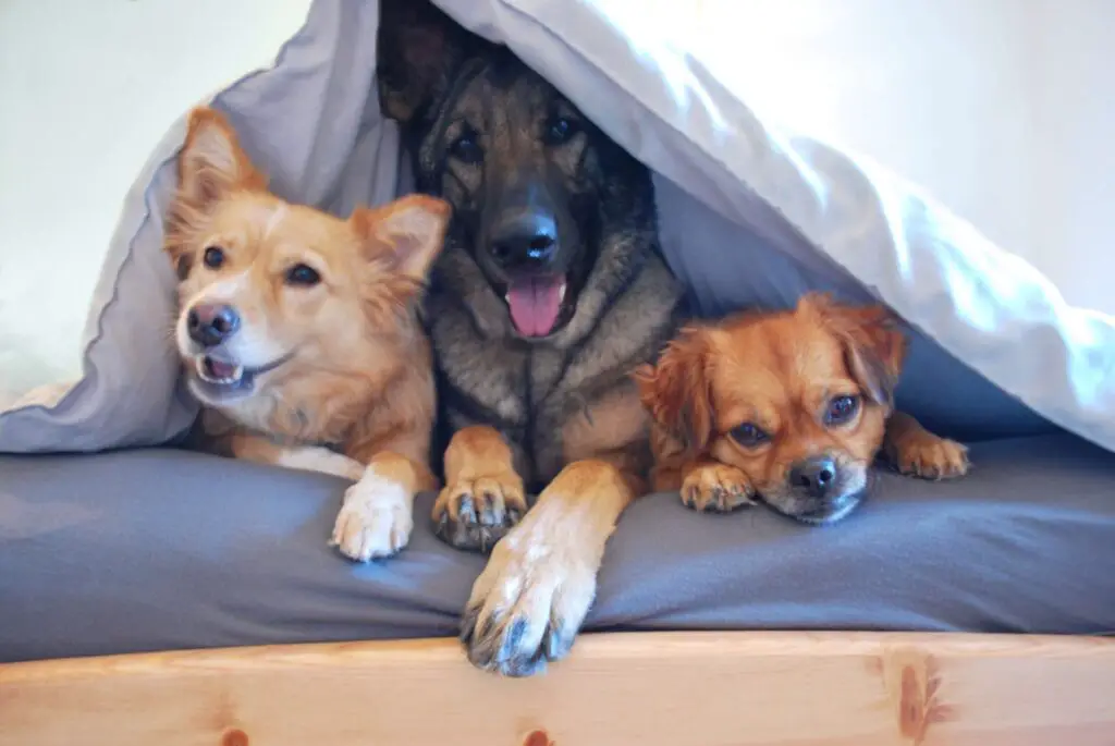dog in bedsheets - dog on bed - dog bef