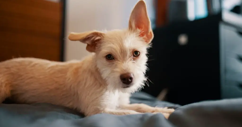 puppy going to sleep on bed, dogs like dog beds