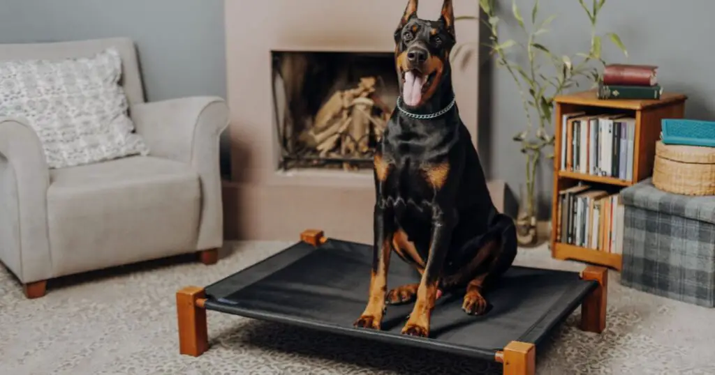 dog stand on elevated dog bed and do dogs like dog beds,