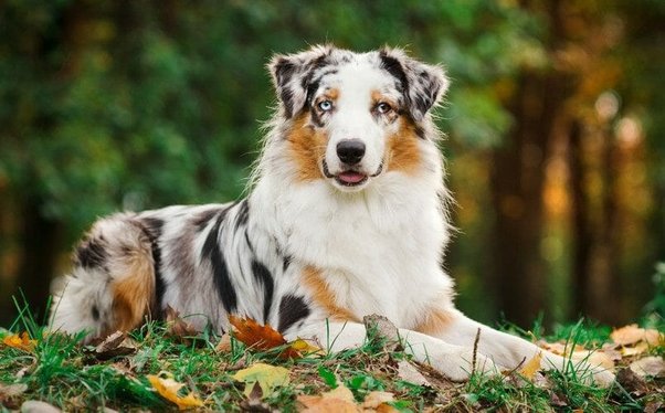 Australian Shepherd Quirks