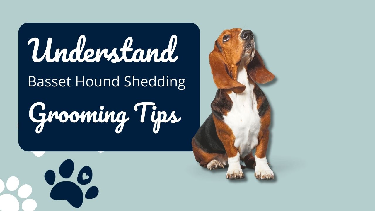 Basset Hound Shedding: Understanding, Managing, and Grooming Tips
