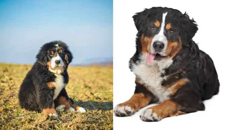 Bernese Mountain Dog Temperature Guide For Hot & Cold Climates