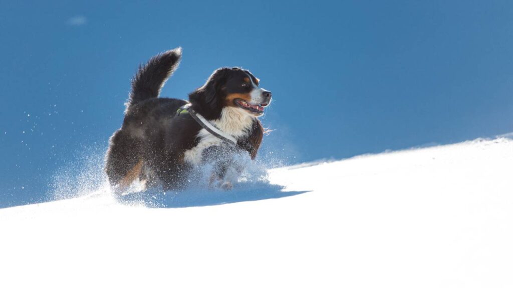 Bernese Mountain Dogs in Cold Climates