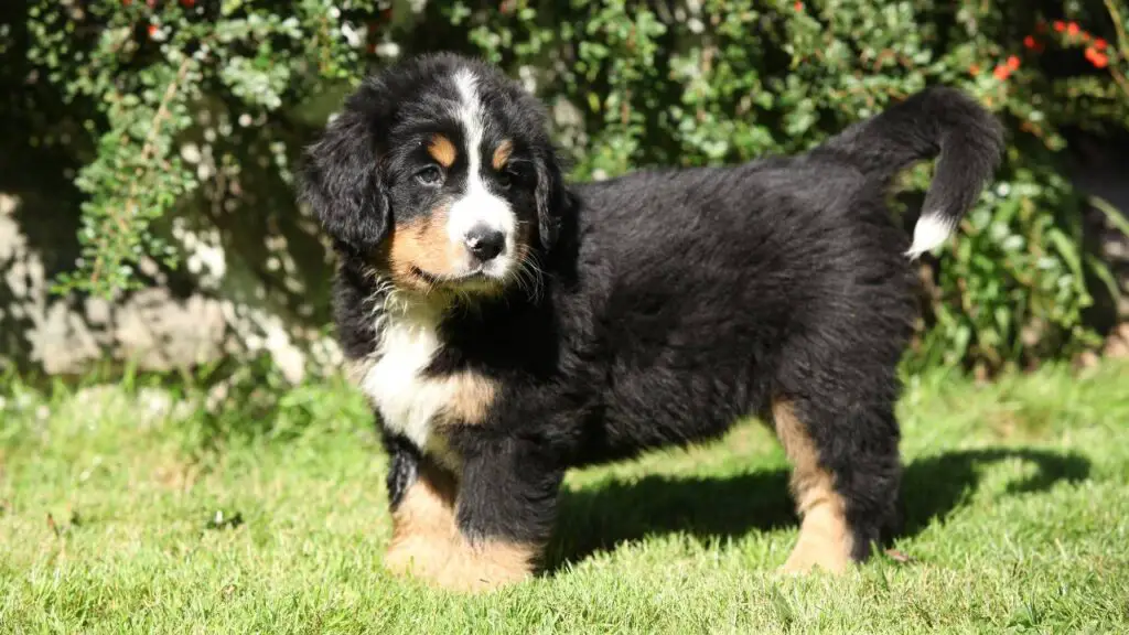 Bernese Mountain Dogs in Hot Climates