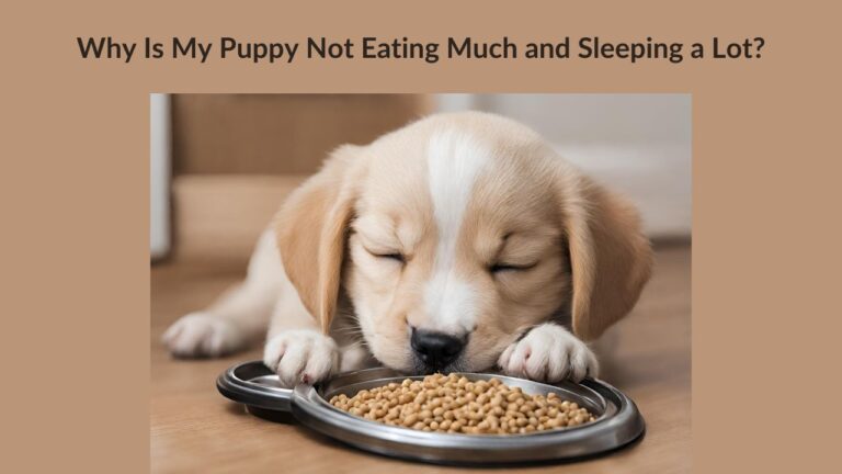 Why Is My Puppy Not Eating or Sleeping a Lot?