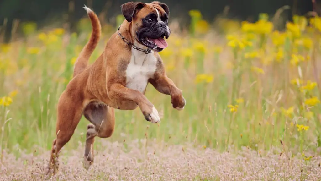 Boxer dog - highest jumping dog breed