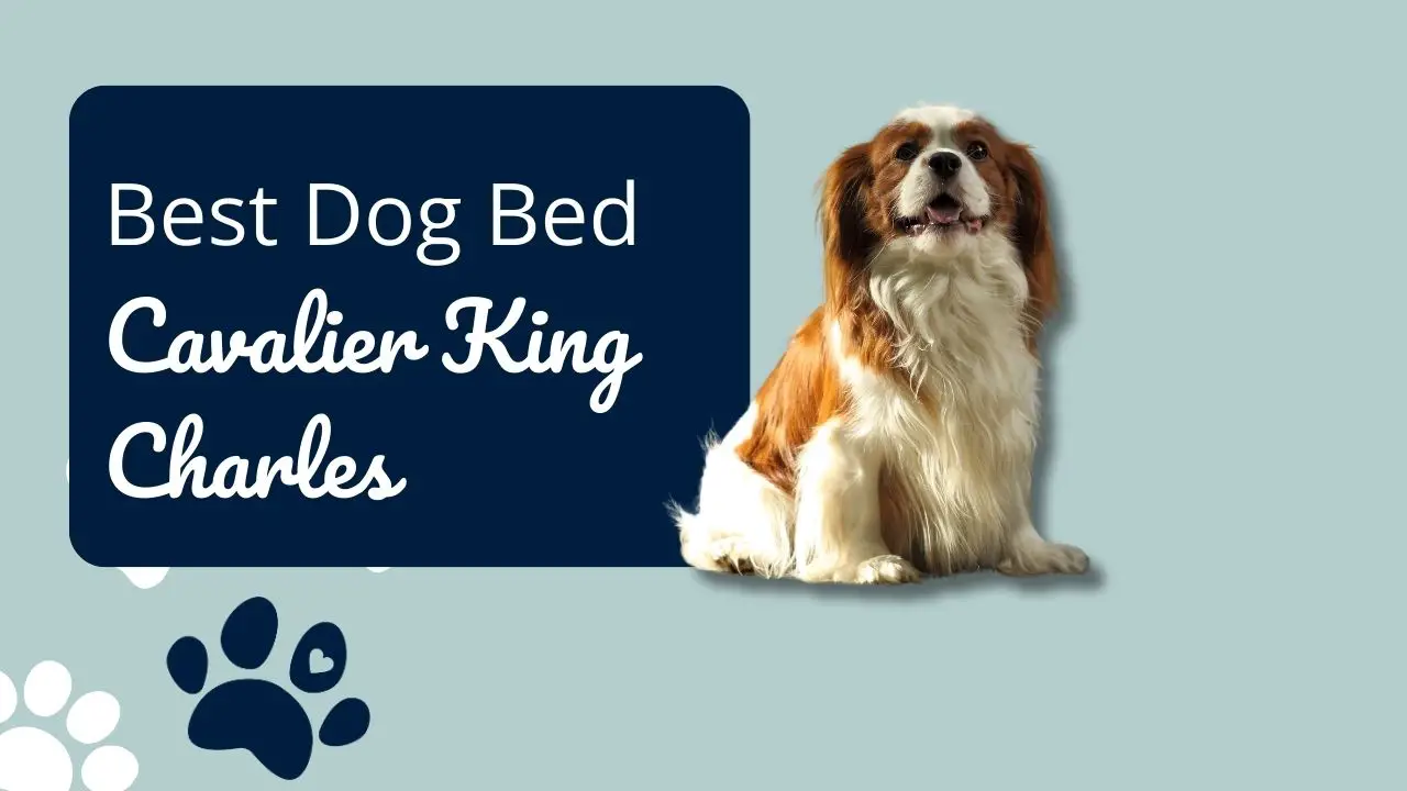 Best Dog Bed for Cavalier King Charles