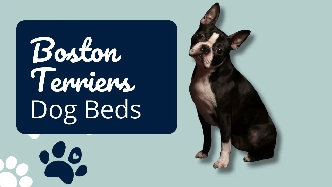 The 5 Best Dog Beds for Boston Terriers