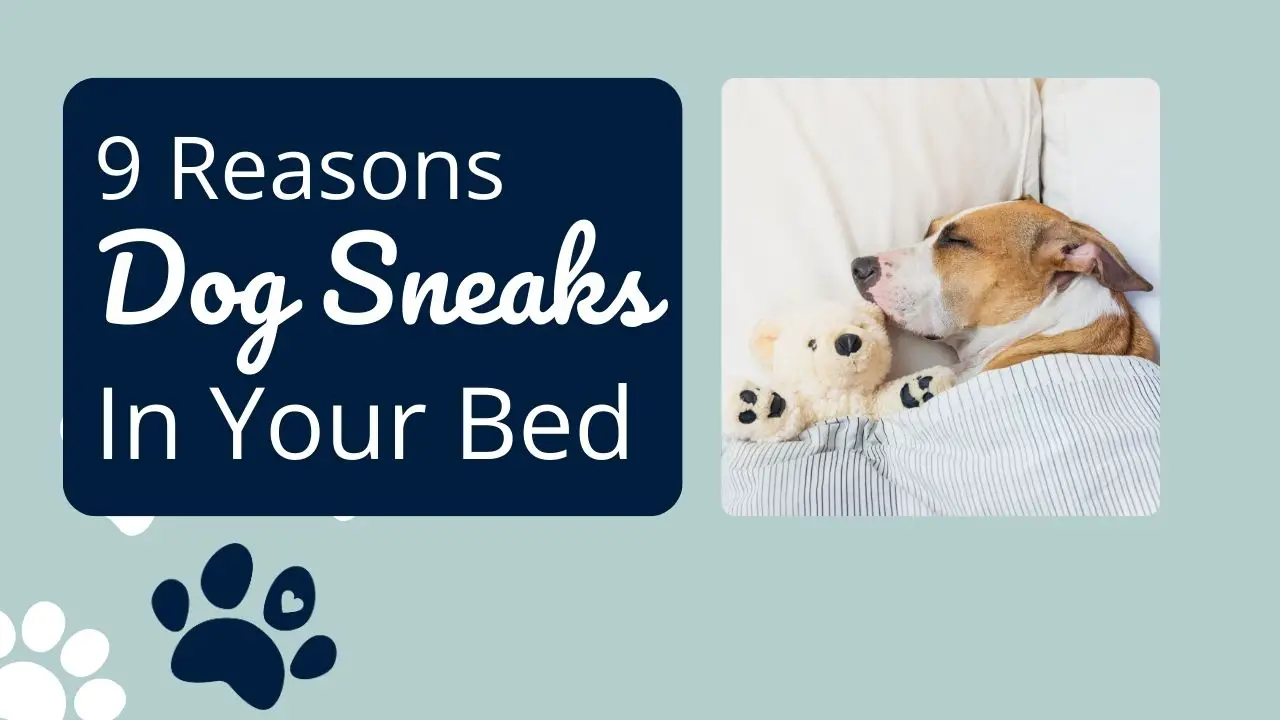 Why Your Dog Sneaks Into Your Bed: 9 Reasons Unveiled