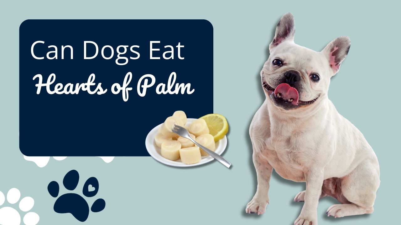 Can Dogs Eat Hearts of Palm? | Safe Veggie Snack?