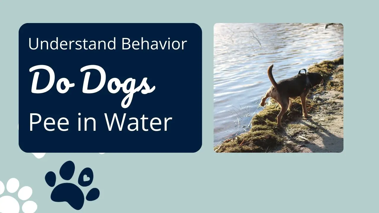 Do Dogs Pee in Water? Understanding Canine Potty Habits